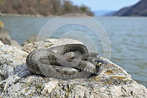 Grass snake Natrix natrix