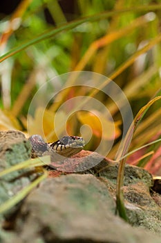 Grass Snake (Natrix natrix) on Stone in fornt of Grass, Germany