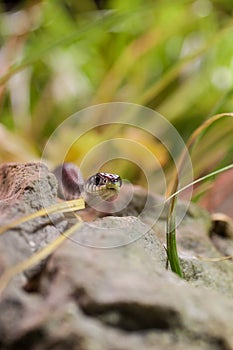 Grass Snake (Natrix natrix) on Stone in fornt of Grass, Germany