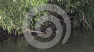 Grass snake Natrix natrix swim in river shades. Full HD video of summer river inhabitants