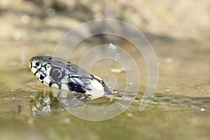 Césped serpiente ()  nadar sobre el Agua superficie. cabeza de serpiente es un solo 