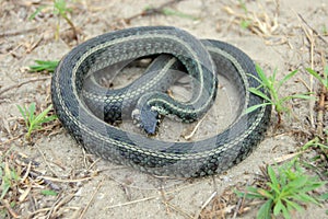 Grass snake (Natrix natrix)