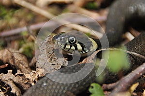 Grass snake. A non-poisonous snake that lives in Europe. Yellow spots on the back of the head are a hallmark