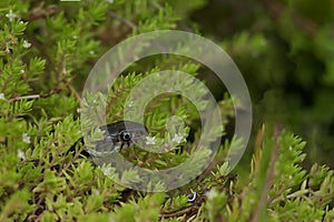 Grass snake perched atop a lush green plant, adorned with many leaves