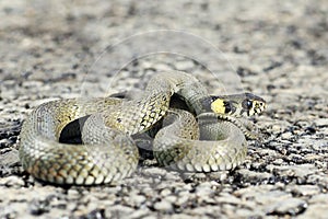 Grass snake ready to attack
