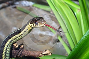 Grass-snake reptile snake environment nature animal tongue