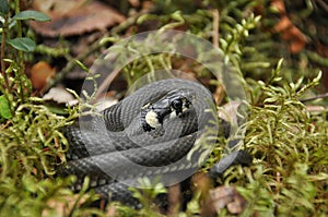 Grass snake resting and hunting in the woods for smaller victims. A venomous snake with yellow spots on the head with a shiny