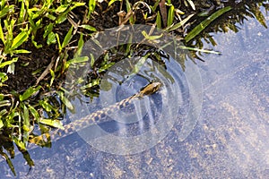 Grass Snake, ringed snake, water snake, Eurasian, non-venomous, colubrid snake, In the water, head sticking out