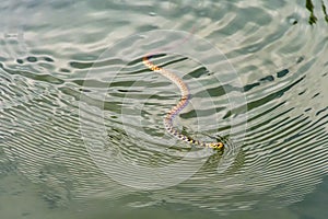 Grass Snake, ringed snake, water snake, Natrix natrix, Eurasian, non-venomous, colubrid snake, swimming in the water