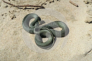 Grass snake on a sandy beach near the sea. A snake, coiled in a ball of the genus Natrix