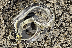 Grass snake showing thanatosis behaviour on ground