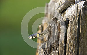 Grass snake