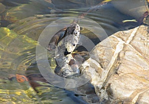 Grass snake in the water