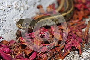 Grass snake, water snake (Natrix natrix persa) striped subspecies of a common snake on red petals in an urban area photo