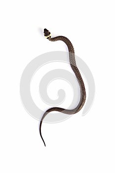 Grass snake & x28;Natrix natrix& x29; isolated on white