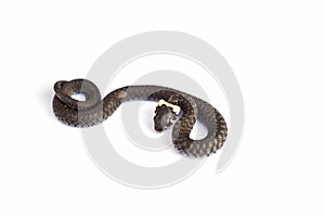 Grass snake & x28;Natrix natrix& x29; isolated on white photo