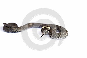 Grass snake & x28;Natrix natrix& x29; isolated on white