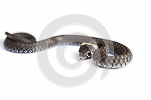 Grass snake & x28;Natrix natrix& x29; isolated on white