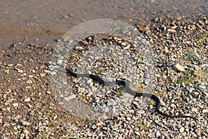 Grass snake, European non-poisonous snake in natural habitat photo