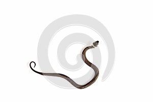 Grass snake & x28;Natrix natrix& x29; isolated on white