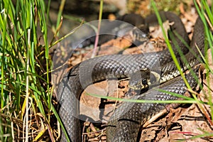 Grass snakes creep in the grass a sunny spring day