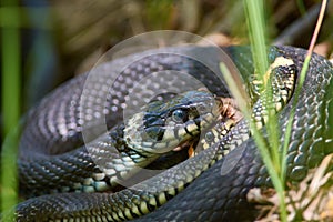 Grass snakes entwined in a spring tangle of snakes for mating du