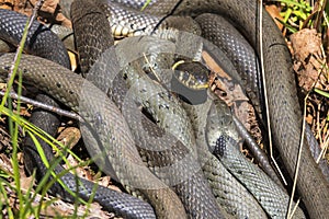 Grass snakes staring at each other