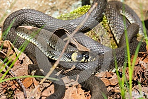 Grass Snakes that winds in the spring sunshine