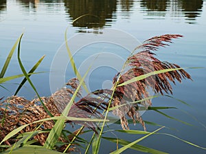 Grass snapped over the water