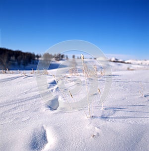 Grass in the snow field