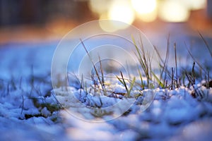 grass through snow winter macrophoto sun shines evening light