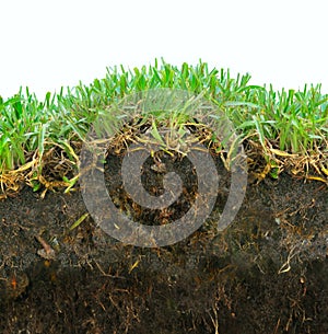 Pasto a través de una detallada porción de suelo con raíces en una rica textura.