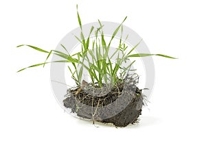 Grass, soil and grass isolated on white background. Gardening