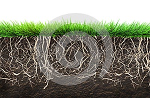 Grass and soil photo