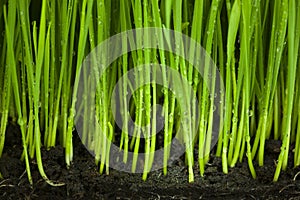 Grass and Soil / Organic and Agriculture Background