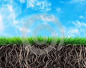 Grass and soil photo
