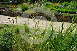 The grass Spartina pectinata grows in July. Potsdam, Germany