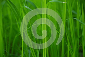 Grass species