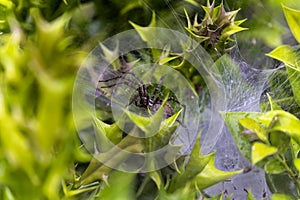 Grass spider (Agelenopsis)