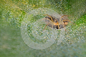 Grass Spider with dews on its webs