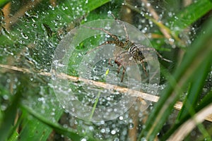 Grass Spider - Genus Agelenopsis