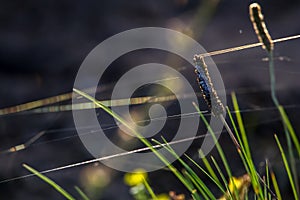 Grass with spider web. Grass on the background of river. Closeup of green grass. Spider web on a green grass. Meadow with spider