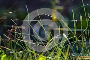 Grass with spider web. Grass on the background of river. Closeup of green grass. Spider web on a green grass. Meadow with spider
