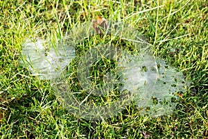 Grass Spiders Web on grass and dew in the morning , handiwork of spider