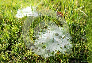 Grass Spiders Web on grass and dew in the morning , handiwork of spider