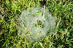 Grass Spiders Web on grass and dew in the morning , handiwork of spider