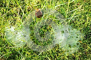 Grass Spiders Web on grass and dew in the morning , handiwork of spider