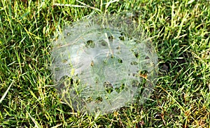 Grass Spiders Web on grass and dew in the morning , handiwork of spider