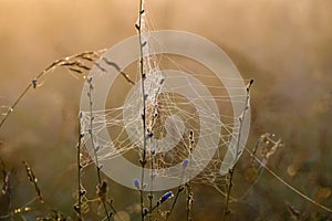 Grass with spiderweb