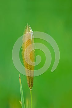 Grass spike and spider